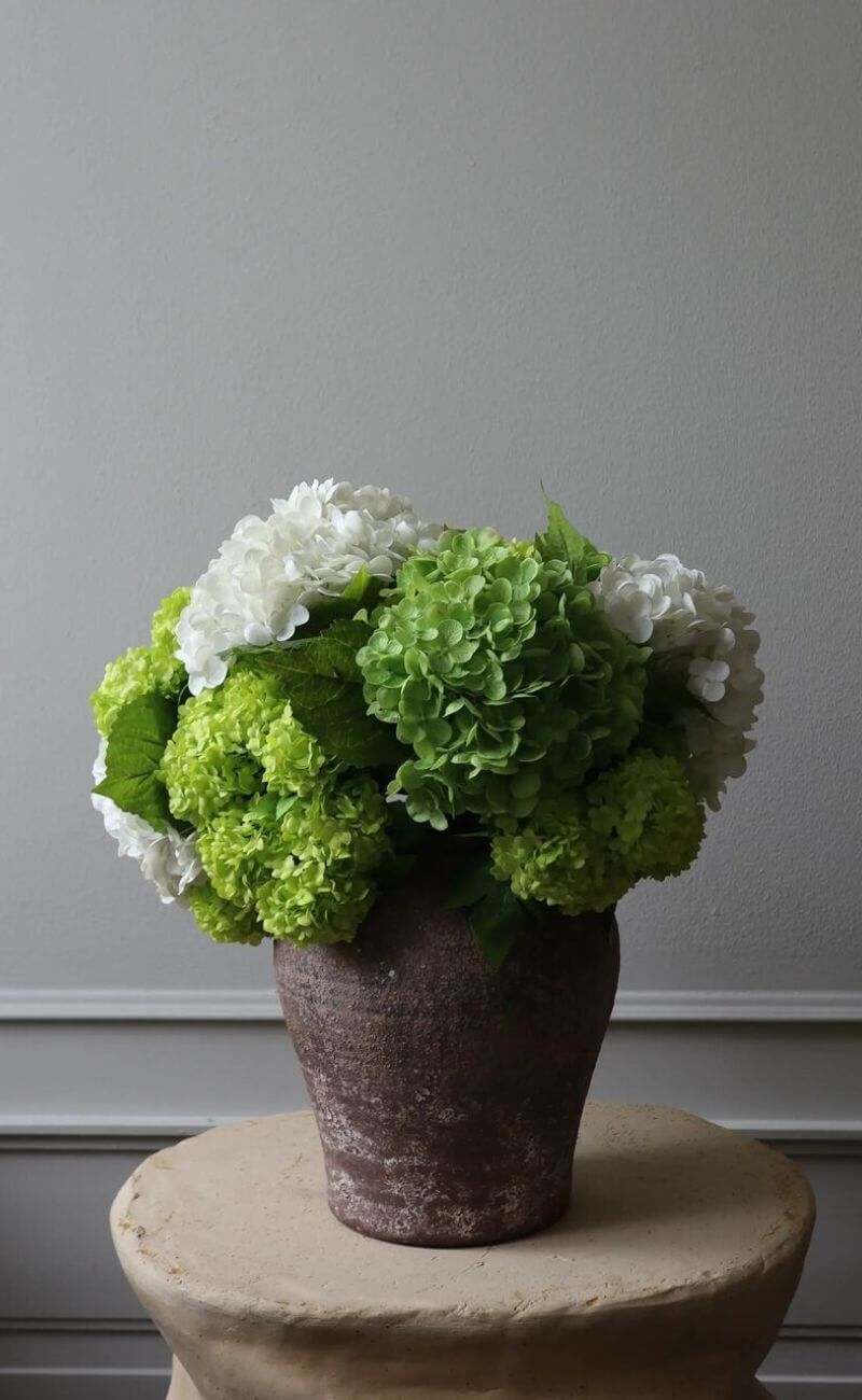 Hortensia blomster fra botane