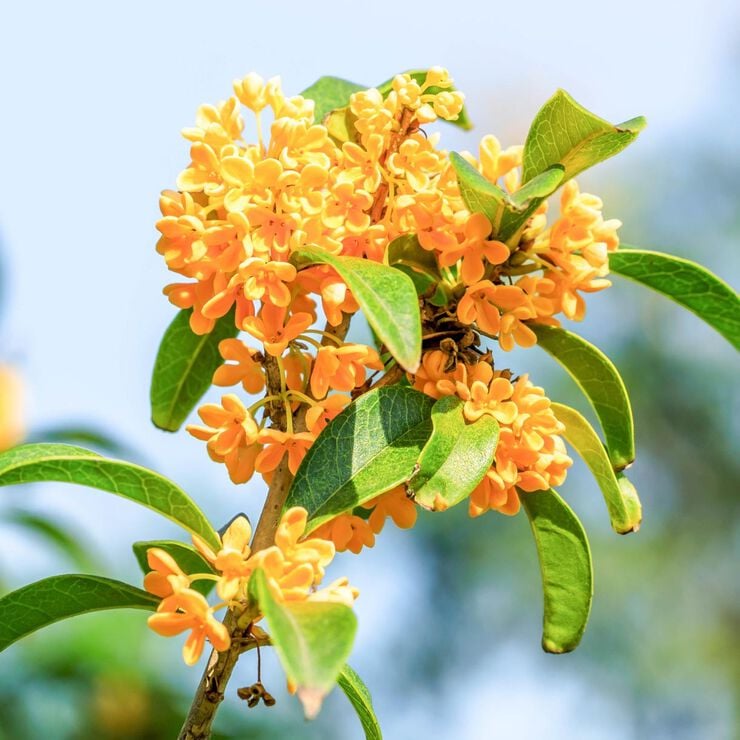 Solid parfume - Osmanthus No. 30