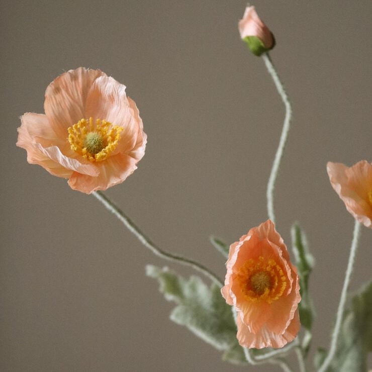 Poppy Flower
