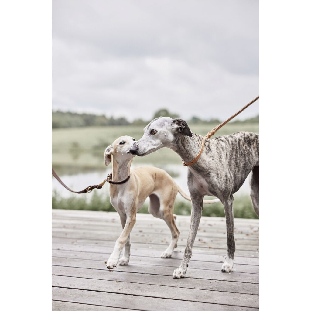 Robin Hundehalsb&aring;nd - Medium