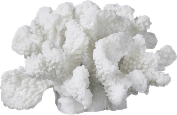 Coral, branches - small