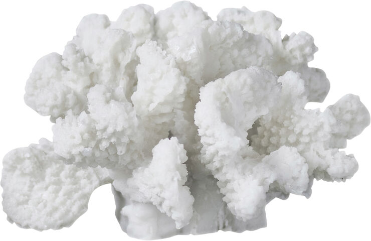 Coral, branches - small