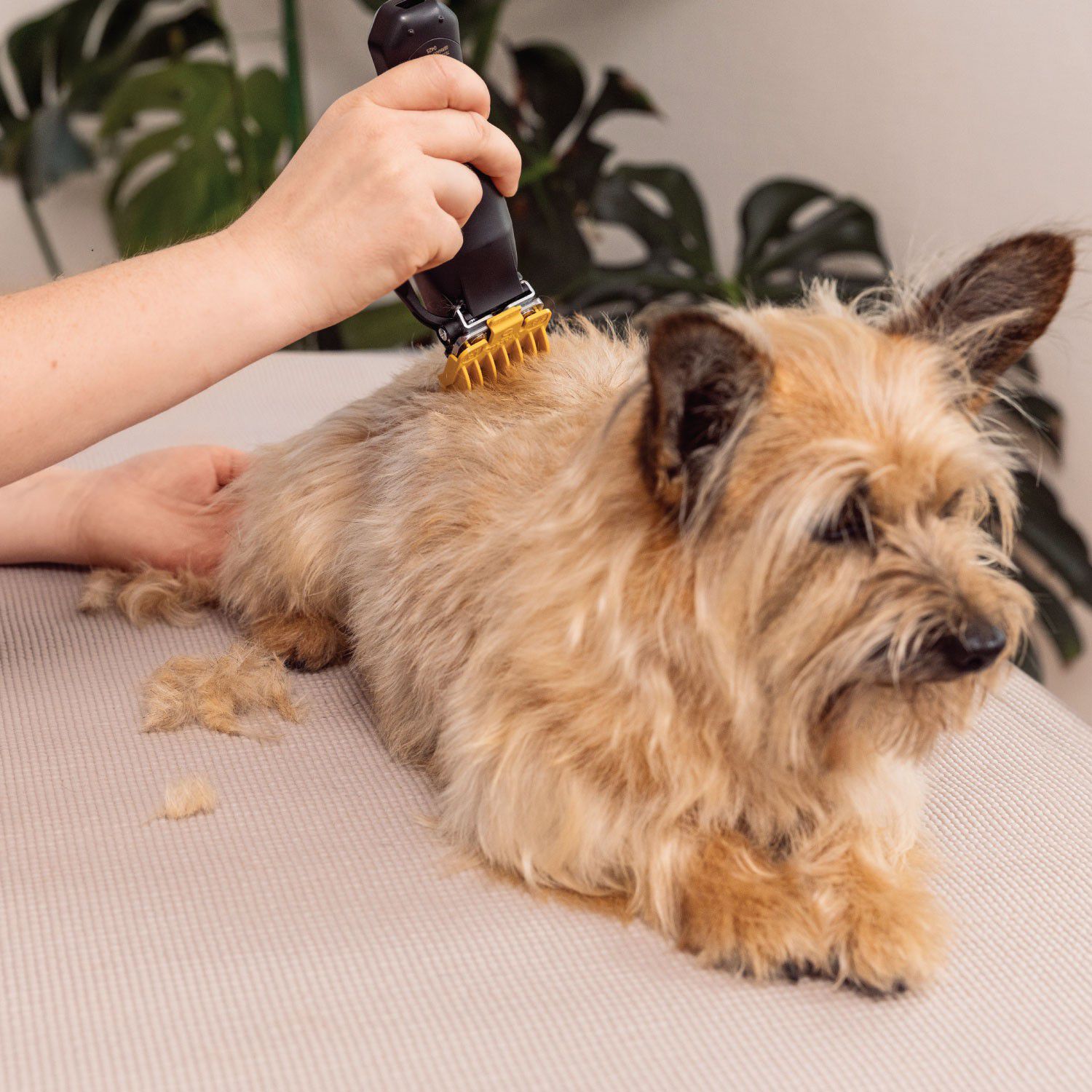 WAHL Hundeklipper Colour Pro