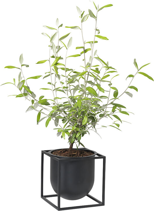 Kubus Flowerpot 14, Black