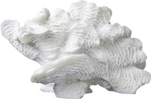 Coral, large fan