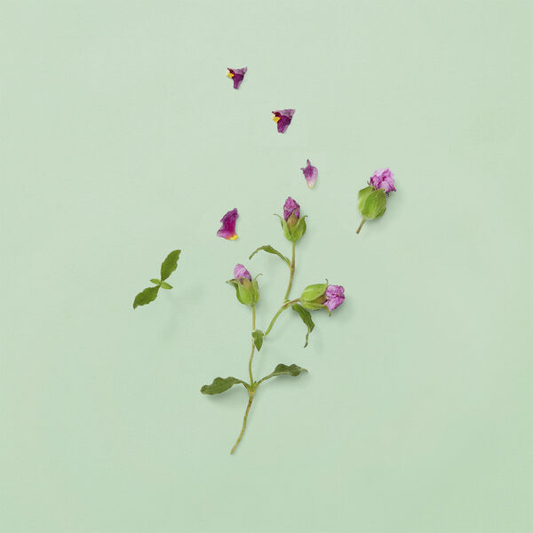 GUCCI Guilty PH Parfume Eau de parfum