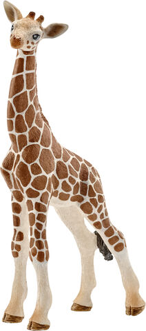 Sch Giraffe calf