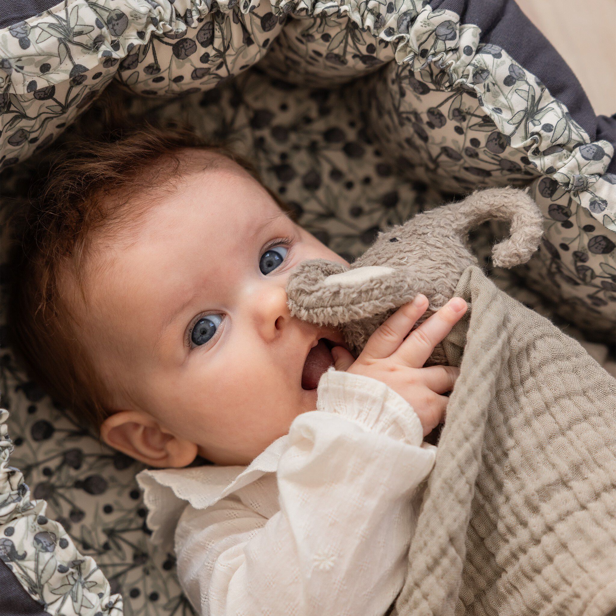 Nusseklud, Elefanten Finley