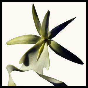 Black Orchid Reserve