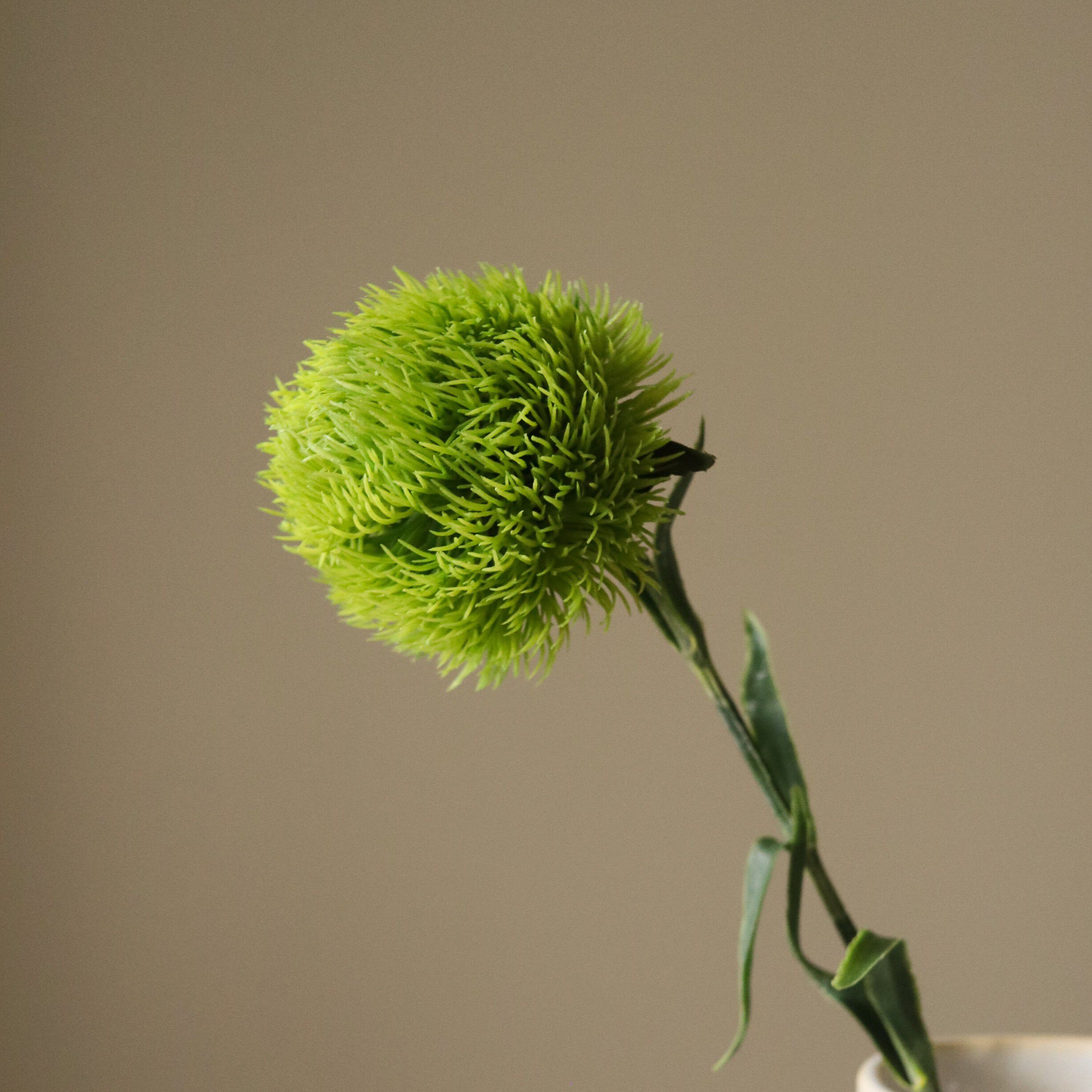 Dianthus Barbatus "Green Ball"