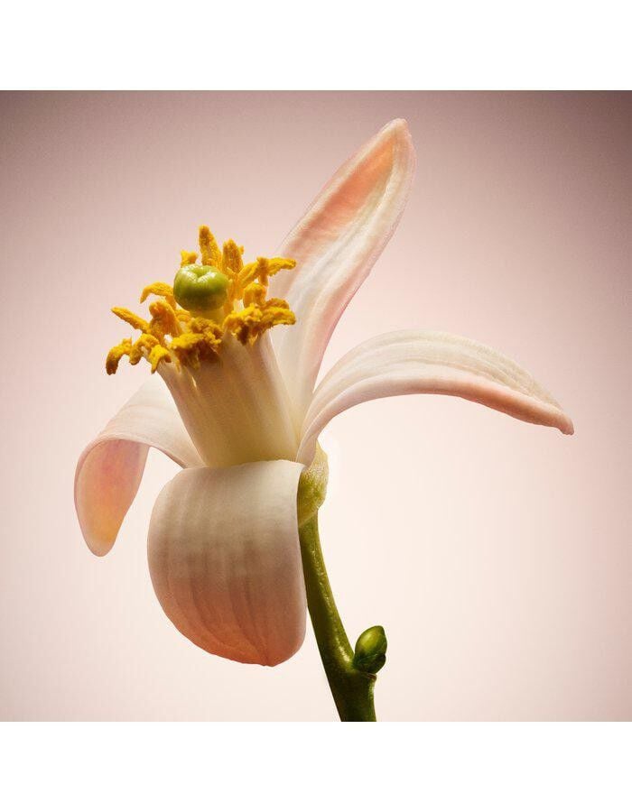 HUGO BOSS The Scent for Her Le Parfum Eau de parfum