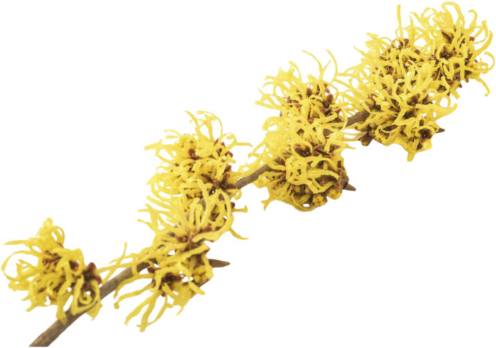 Organic Herbal Scalp Relief Conditioner