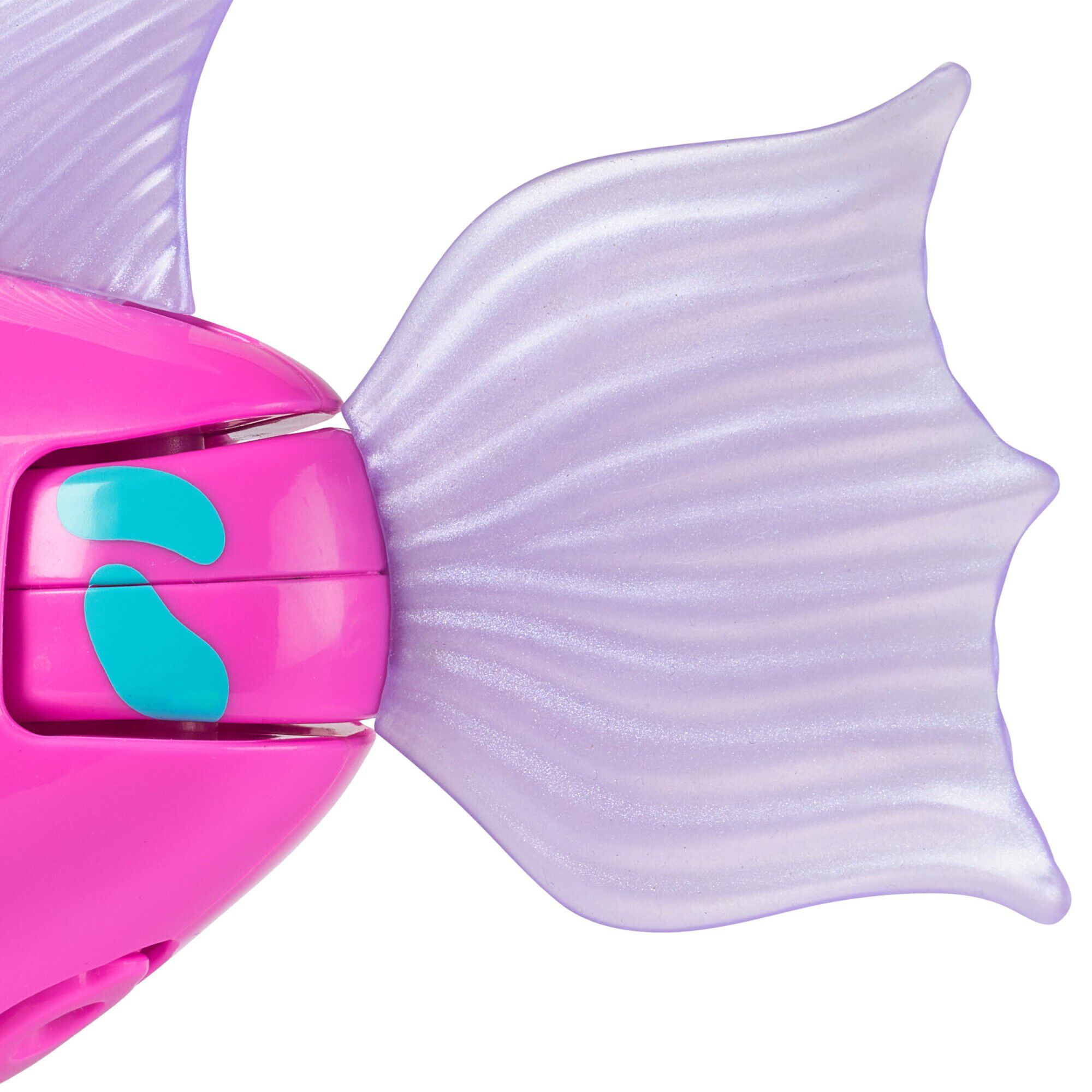 Rainbow Reef Fish - Rainb