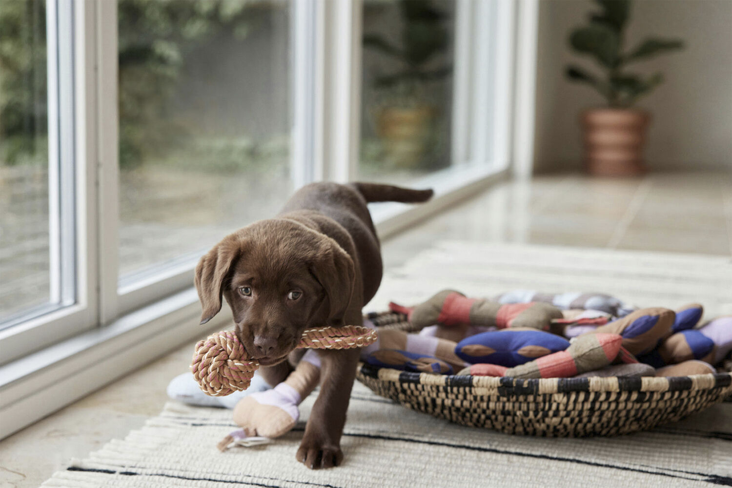 Ashi Hundeleget&oslash;j - Stor