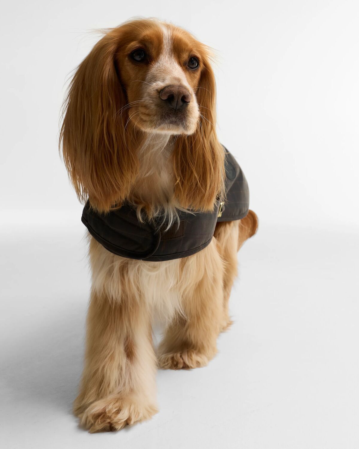Barbour Tar Wax Dog