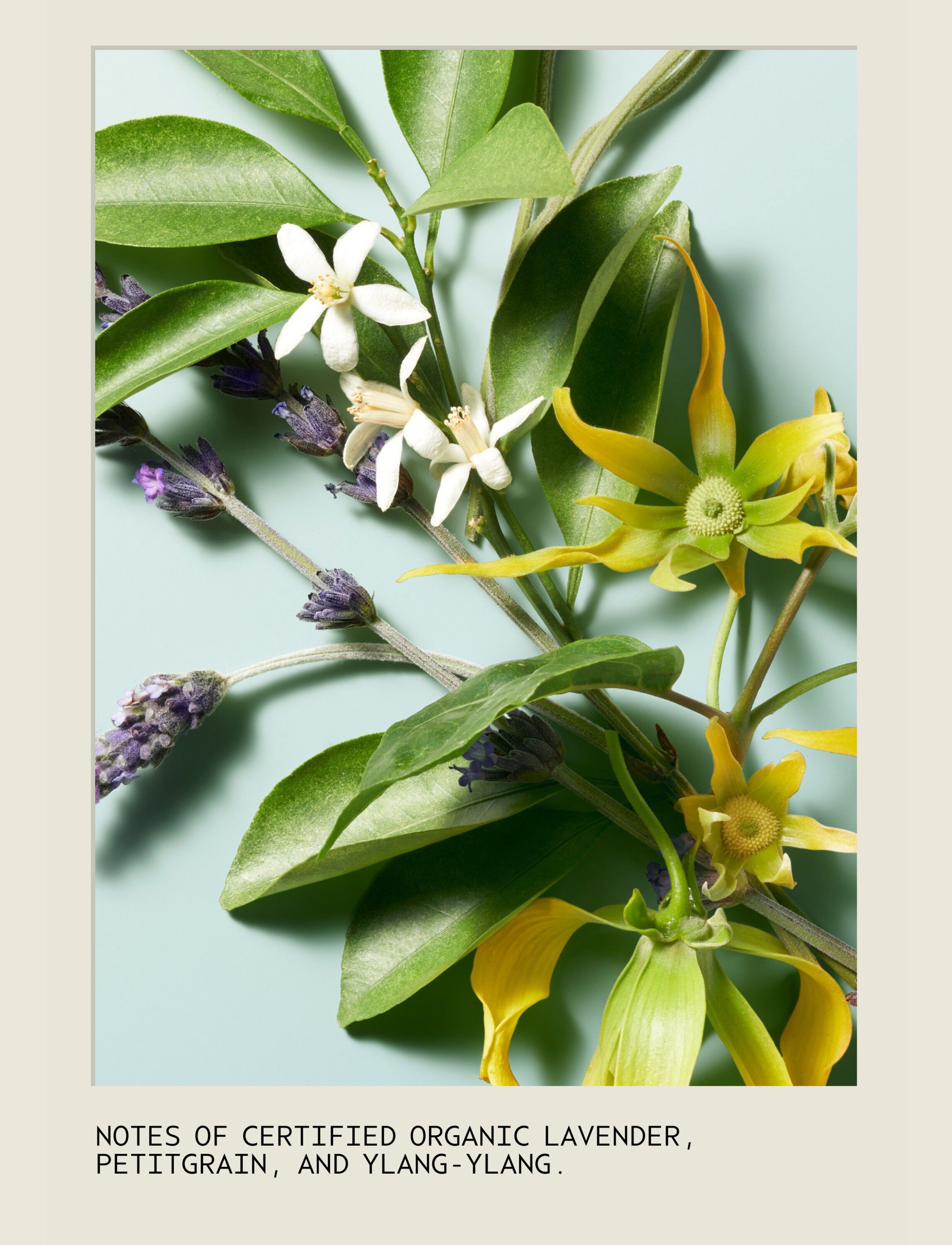 Shampure NEW Shampoo 250 ml