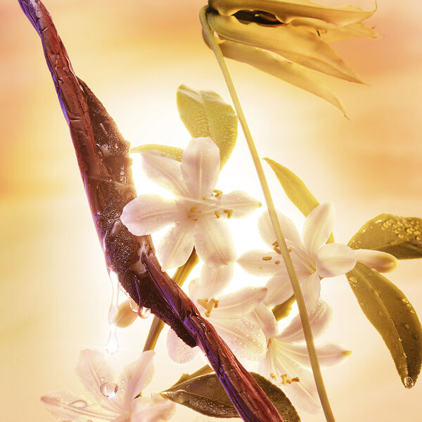 Joyphoria - Fragrance Collection of Emotions