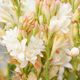 Solid parfume - Tuberose No. 38