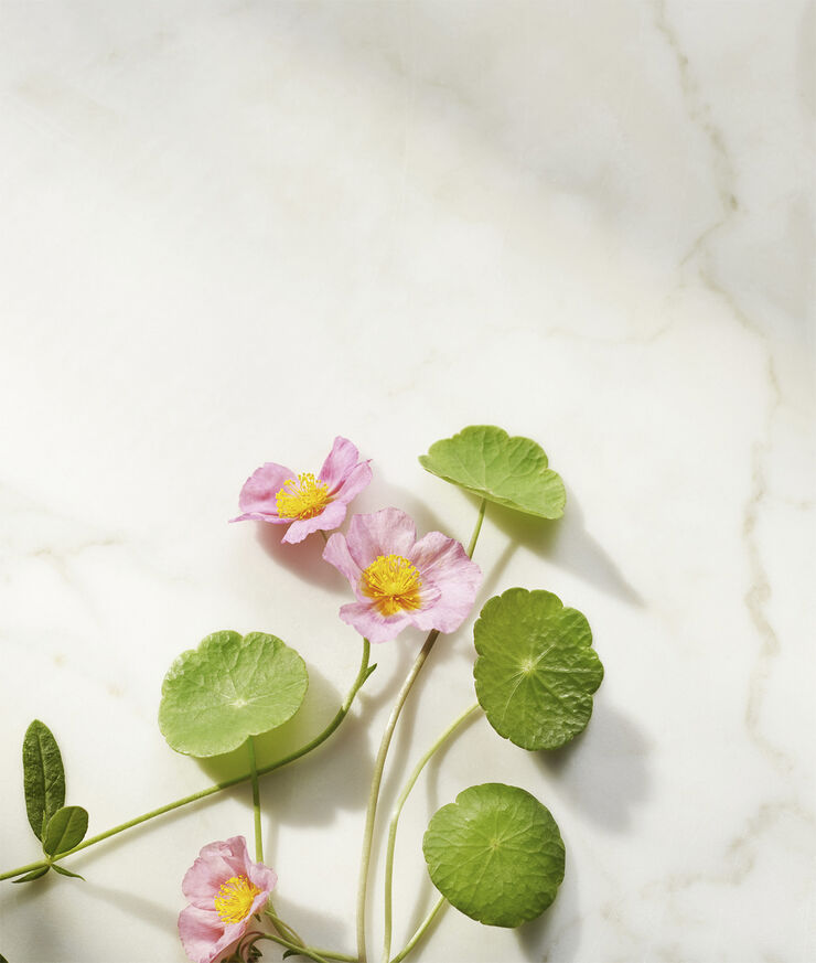 The Ritual of Namaste Ageless Firming Night Cream