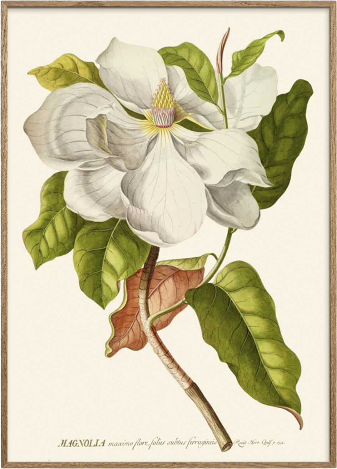 Artimuus - Artimuus 36