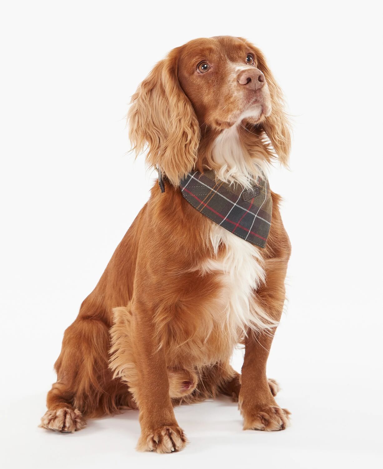 Barbour Tartan Bandana
