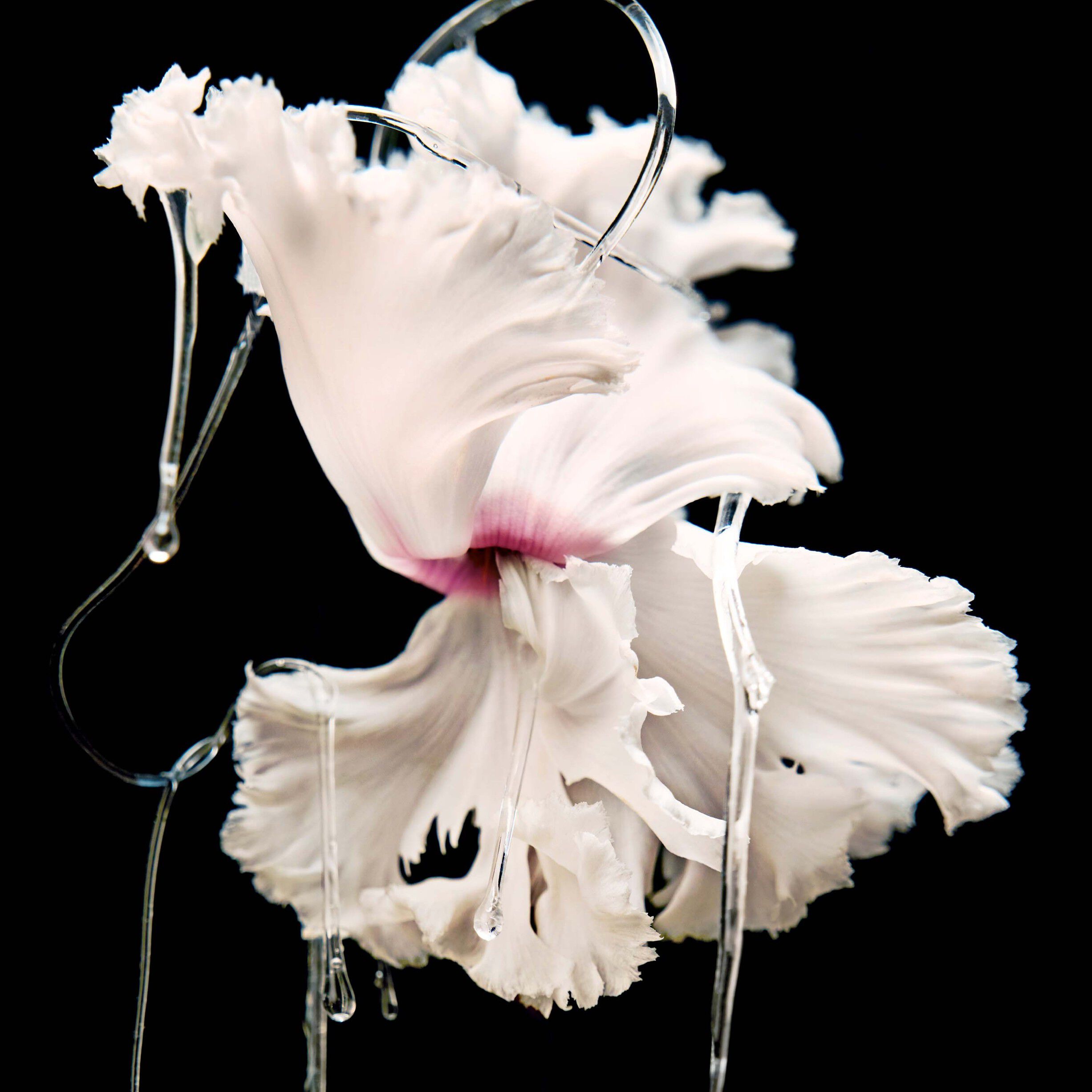 Blanche Absolu Eau de Parfum