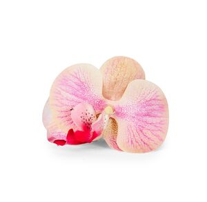Orchid Middle