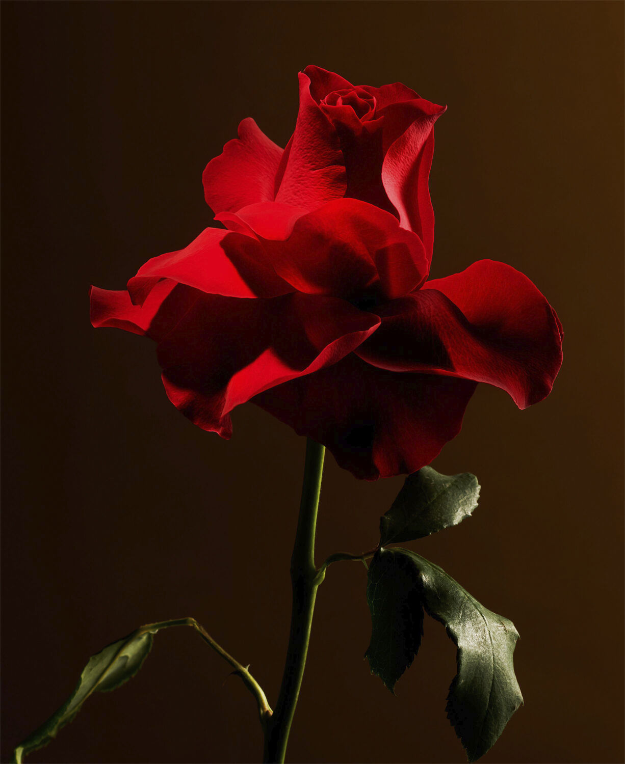 Imperial Rose Refill Scented Candle 360g