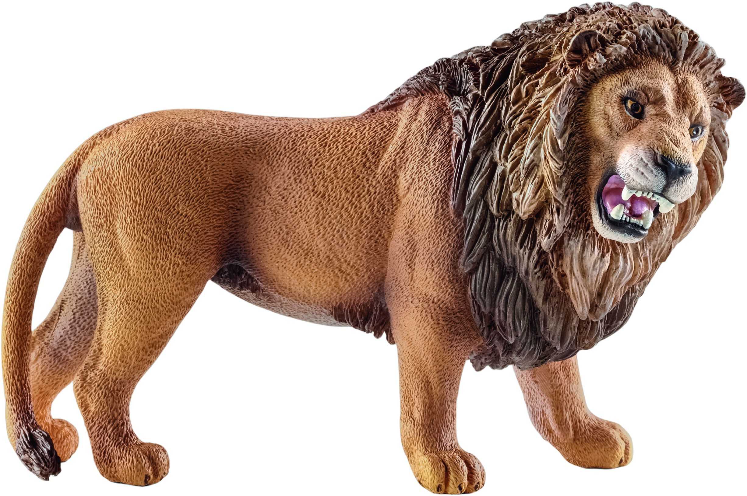 Sch Lion Roaring