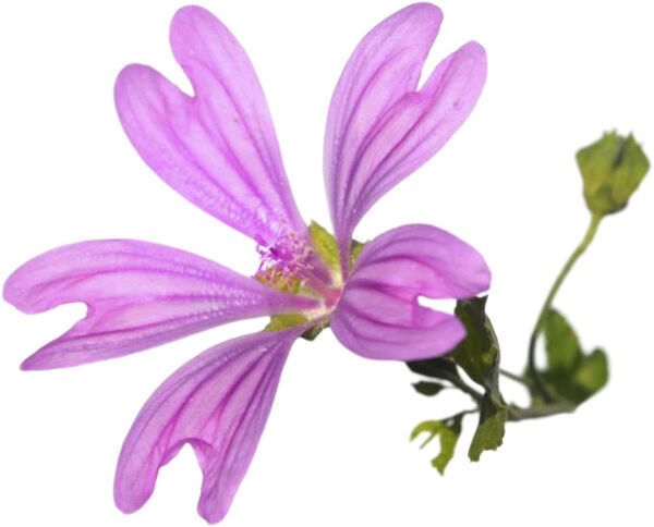 Organic Mallowsmooth Shampoo