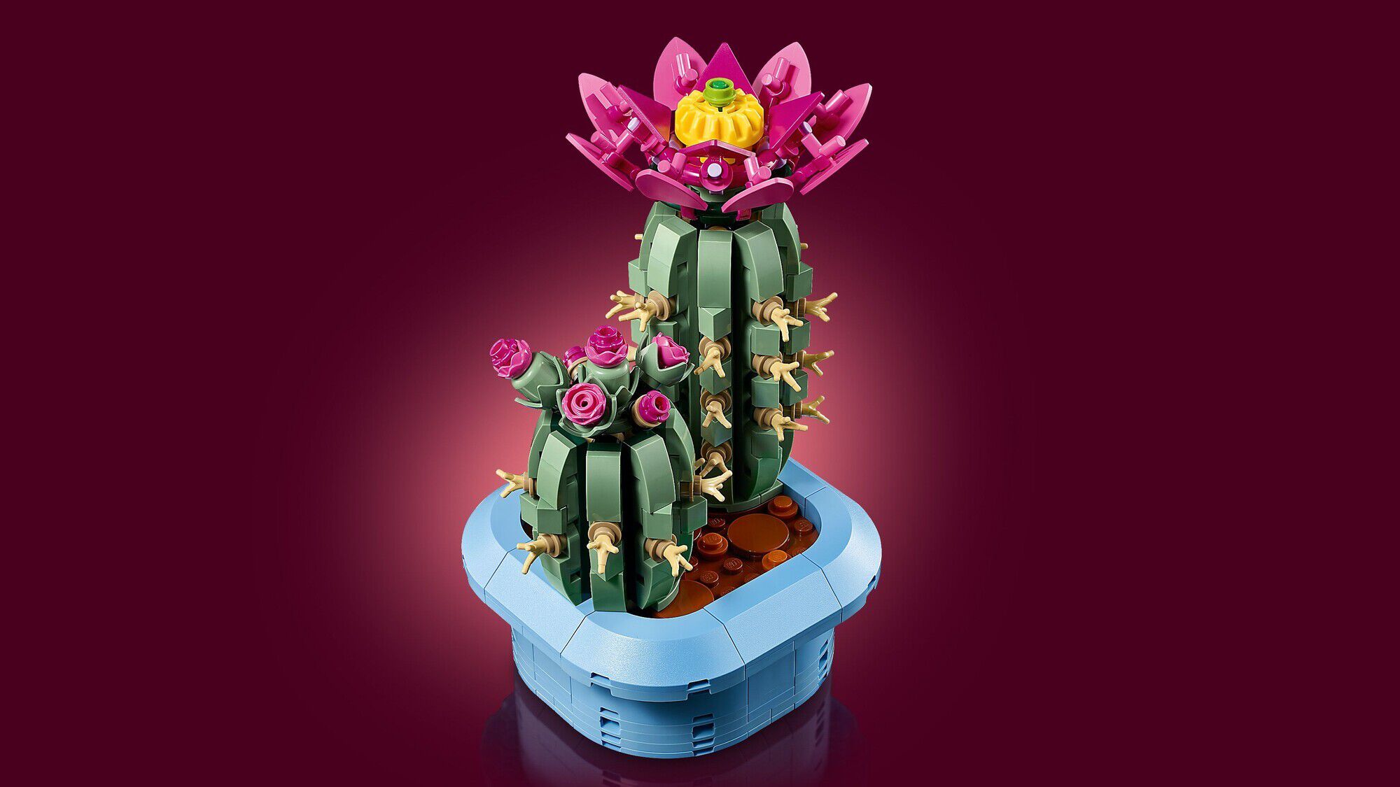 Blomstrende kaktus 11509
