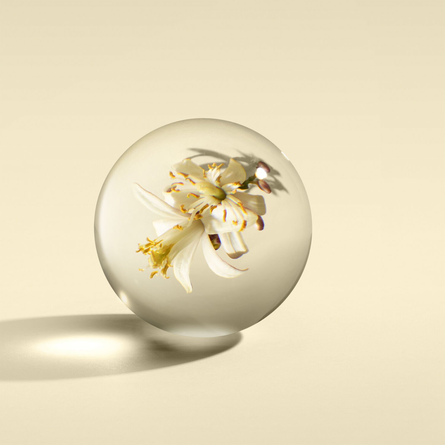 Orange & Bergamot Fine Liquid Hand Wash