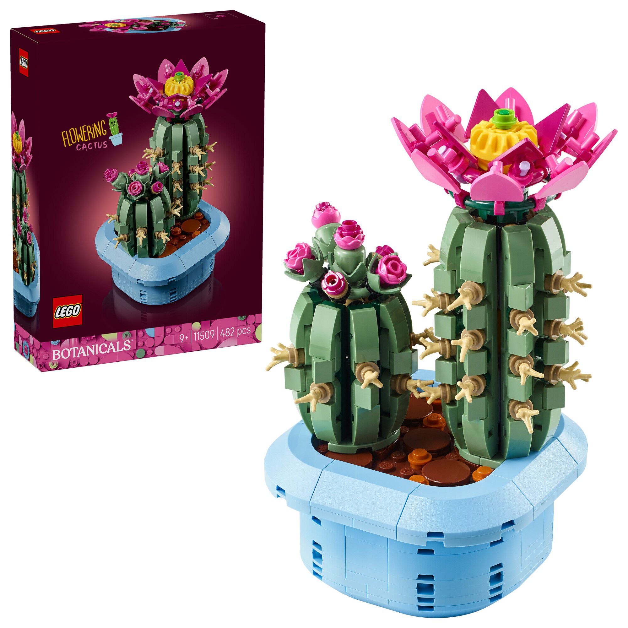 Blomstrende kaktus 11509