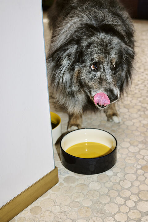HAY Dogs Bowl-Large-Yellow, blue