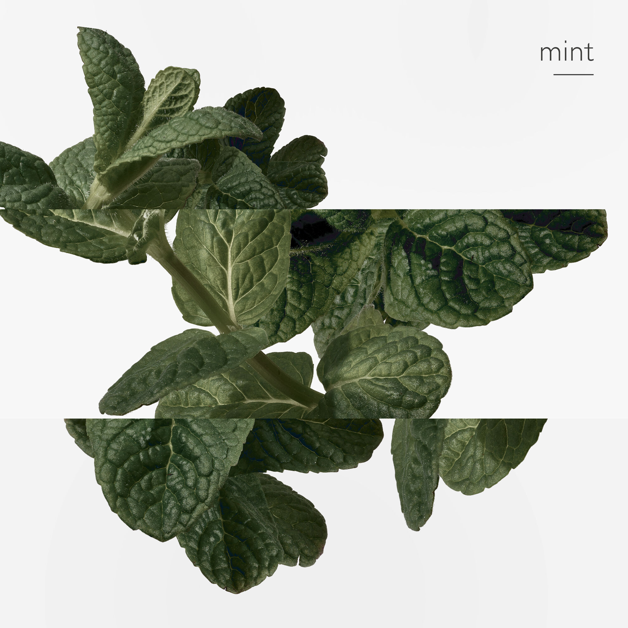 EAU D'ORANGE VERTE EAU DE TOILETTE 50 ML