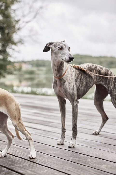 Robin Hundehalsbånd - Stor