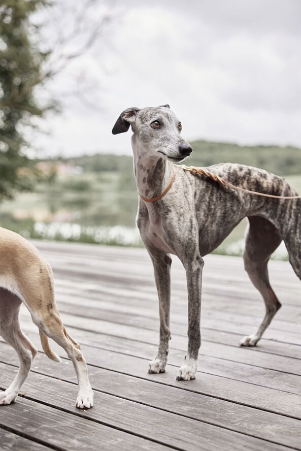 Robin Hundehalsbånd - Stor