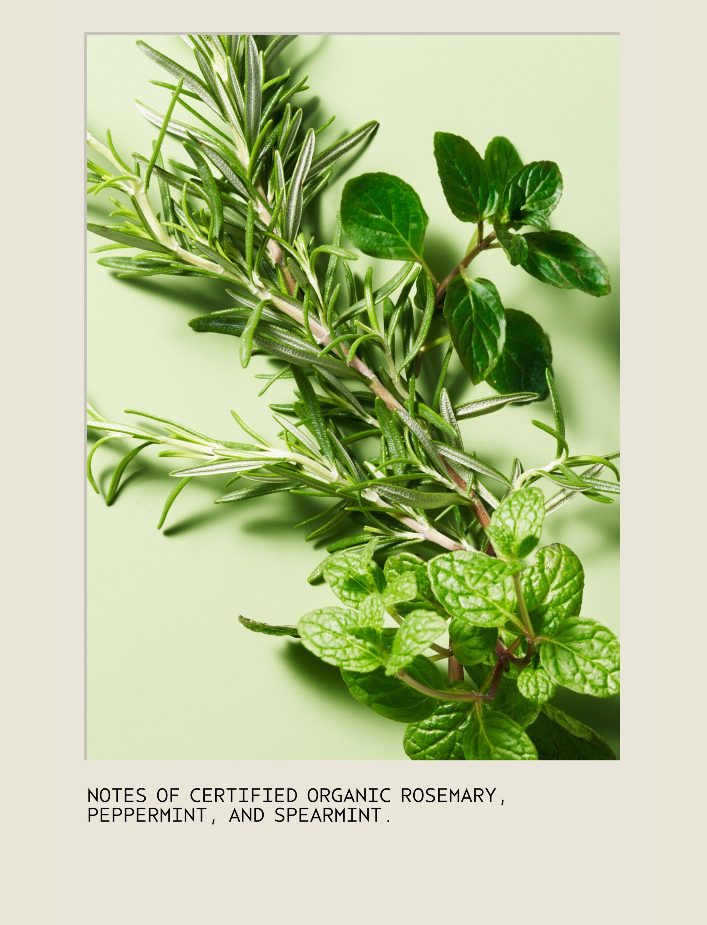 Rosemary Mint NEW Shampoo 250 ml