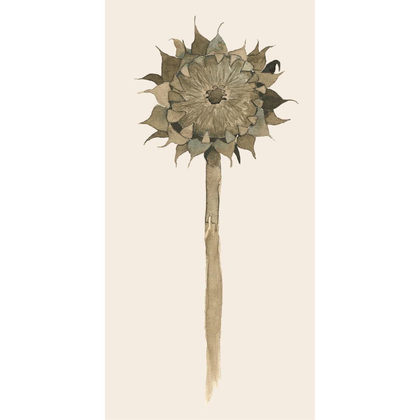 Serviet solsikke i forfald