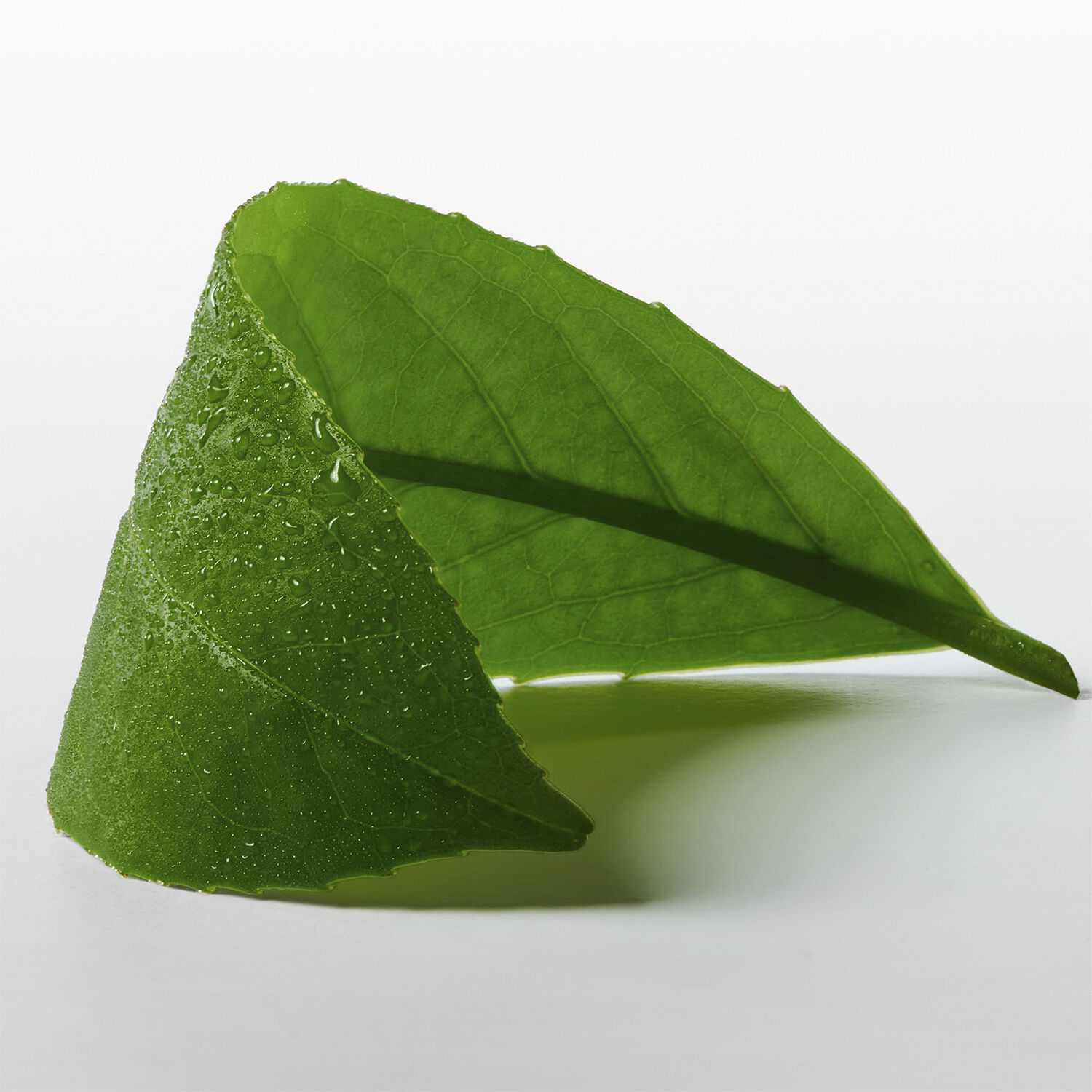 ck One Essence Eau de parfum 50. 0 ML