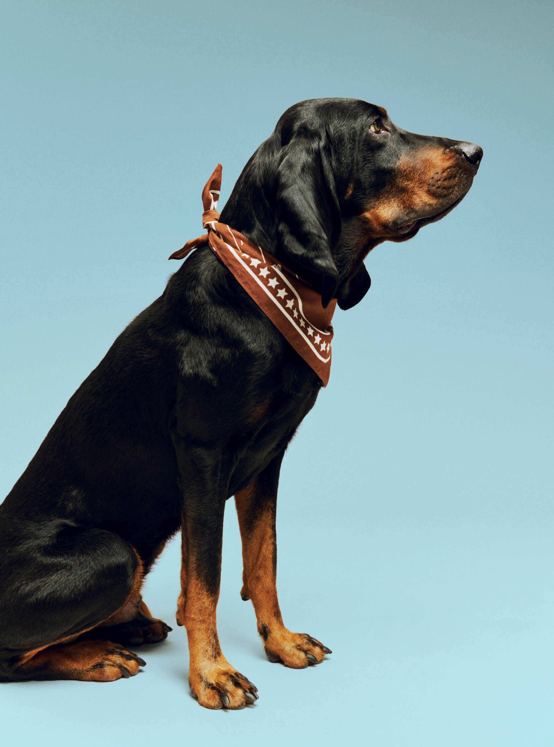 HAY Dogs Scarf Recycled-55 x 55-B