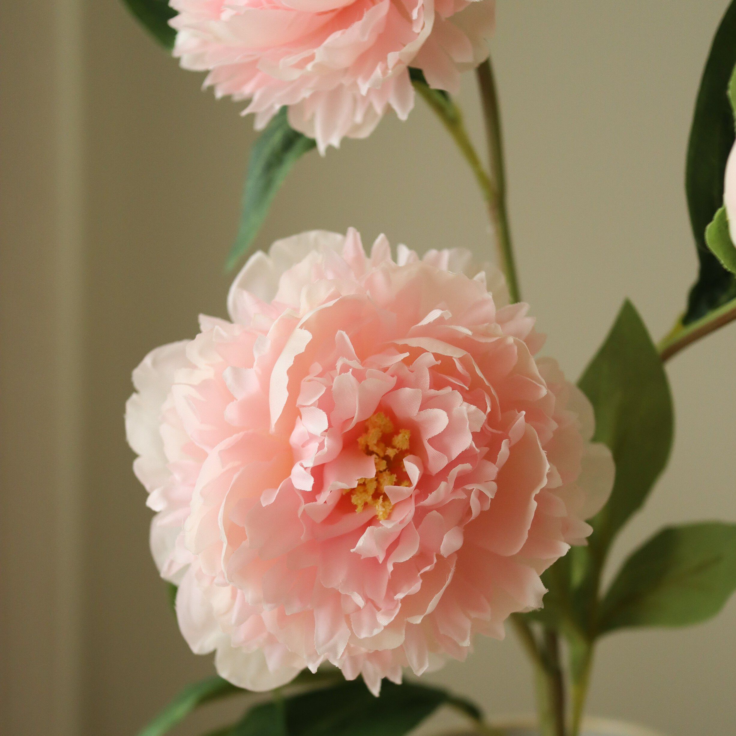 Peony Flower