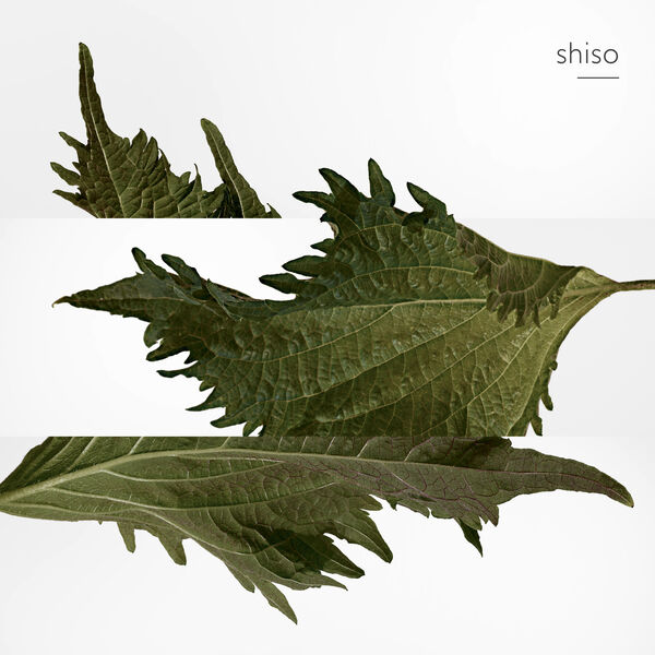 Terre d'Hermès Parfum