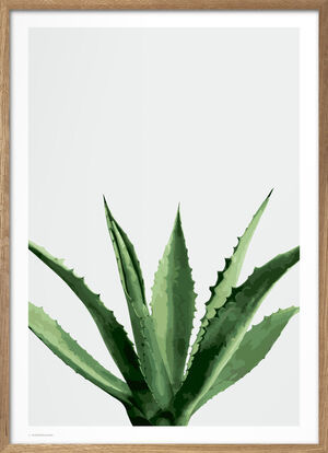 Wonderhagen - Agave