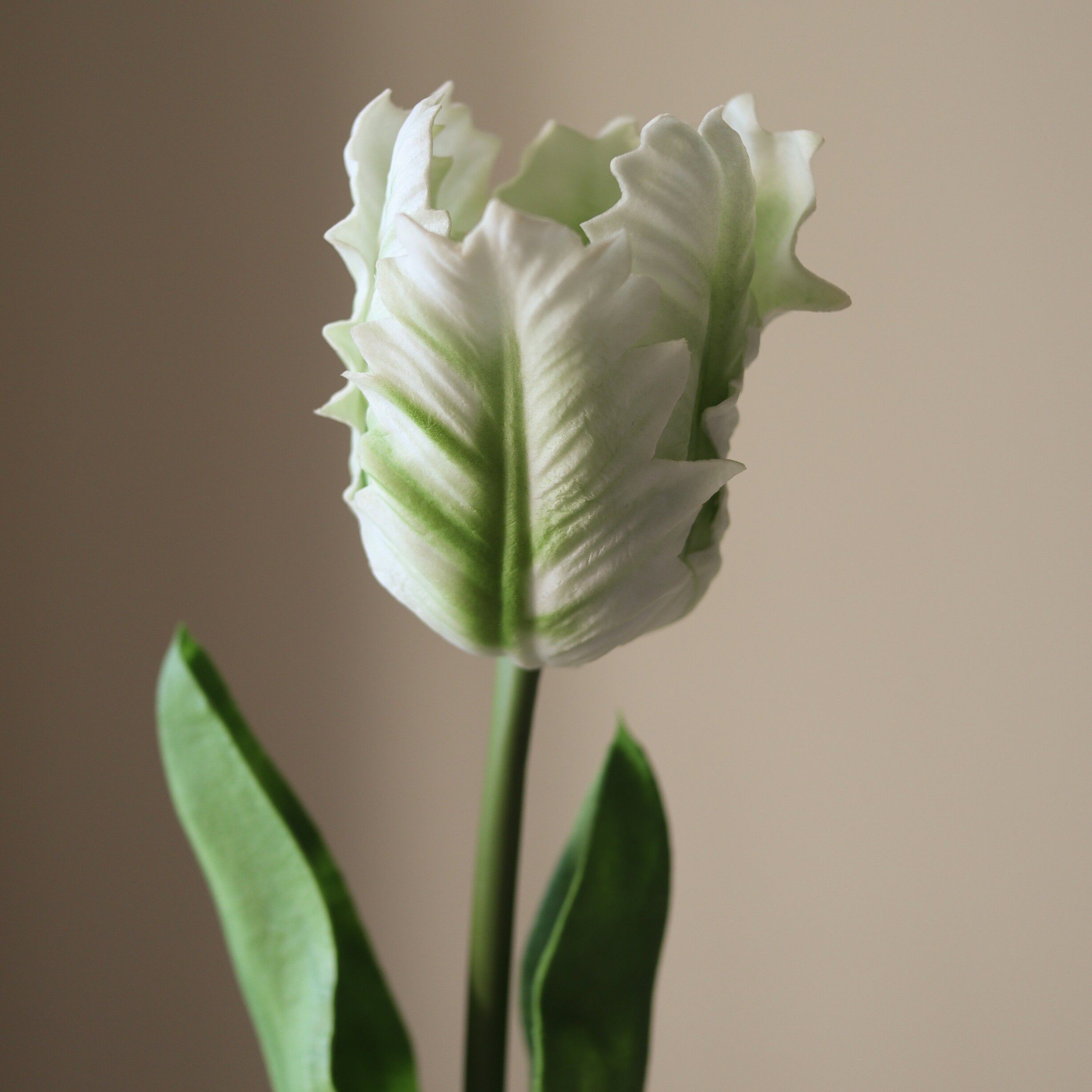 Small Parrot Tulip Flower