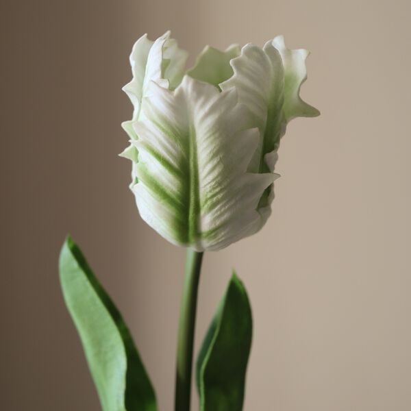 Small Parrot Tulip Flower