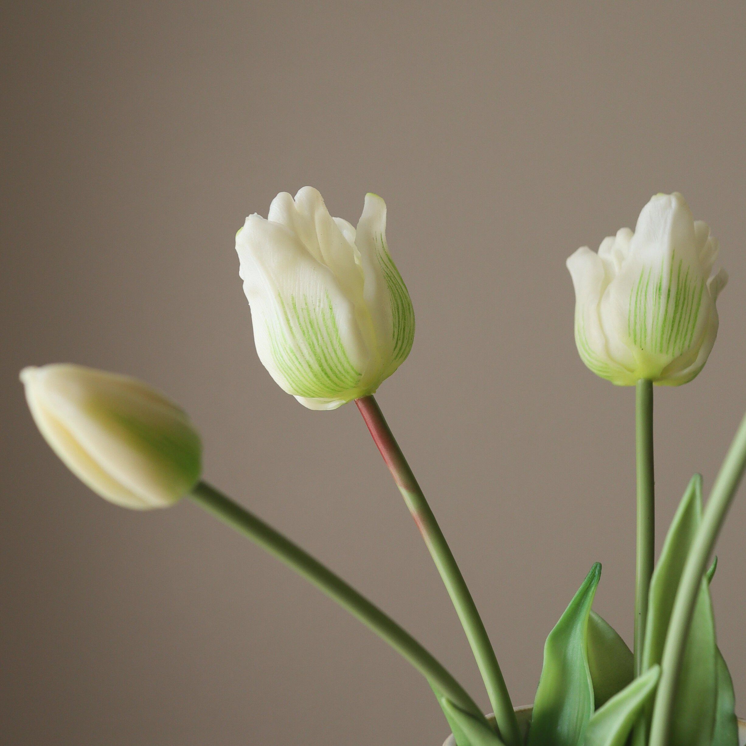 Triumph Tulip Bundle White