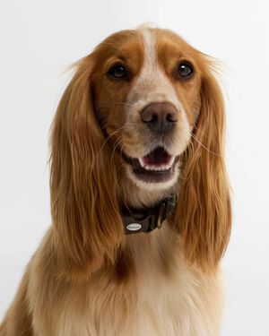 Barbour Tartan Collar