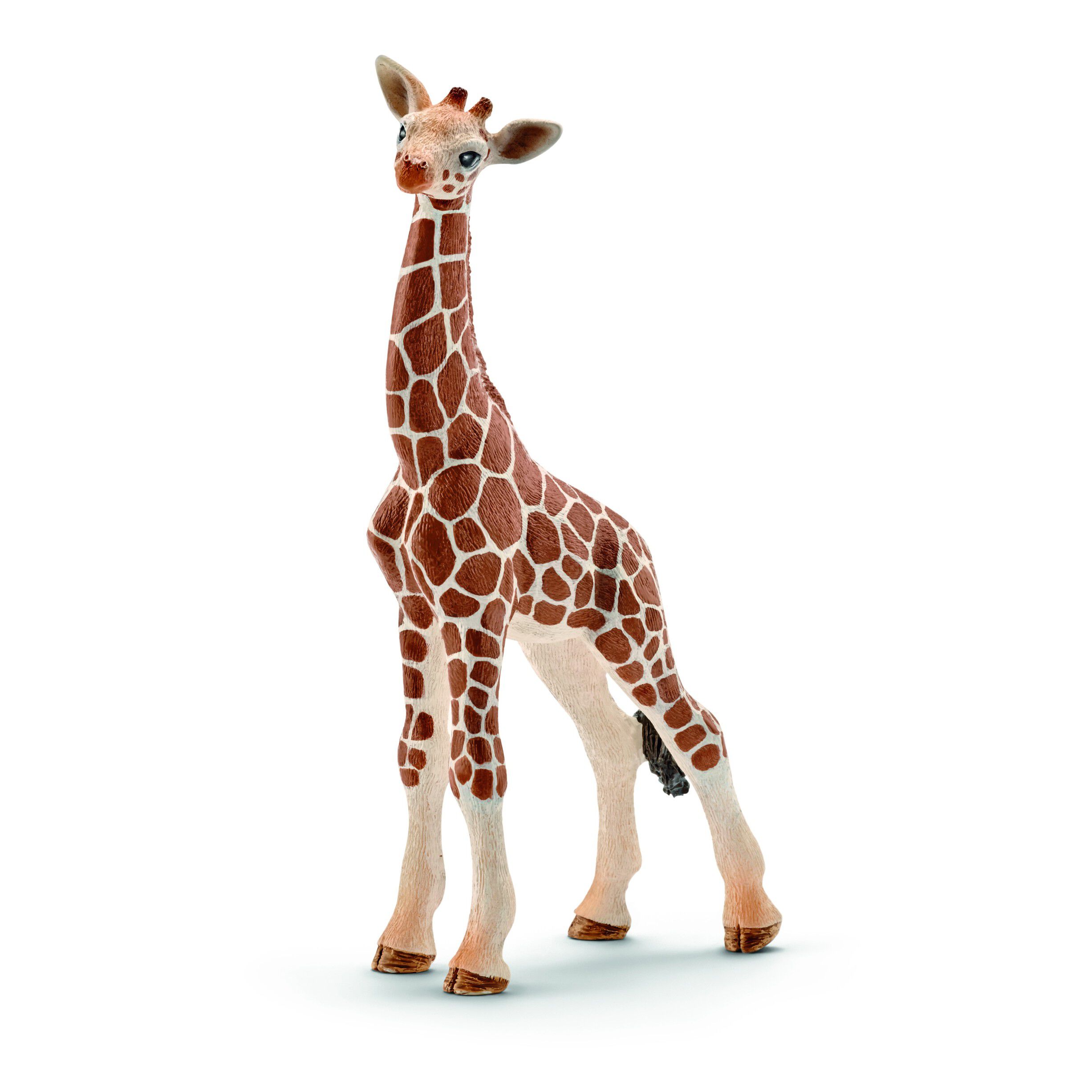 Sch Giraffe calf