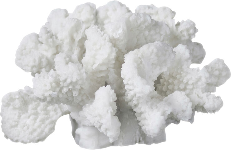 Coral, branches - small